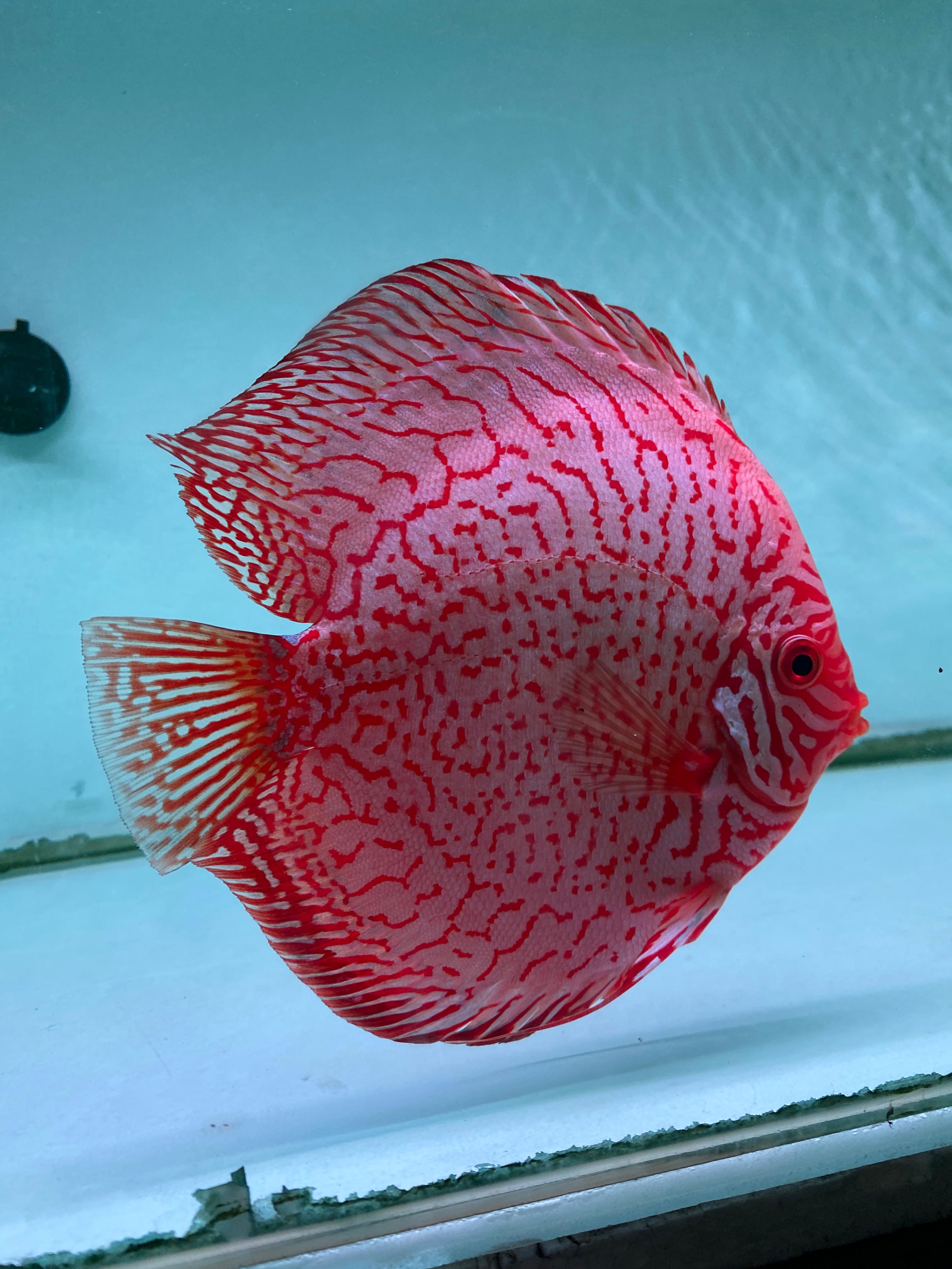 Project Inspection Dashboard