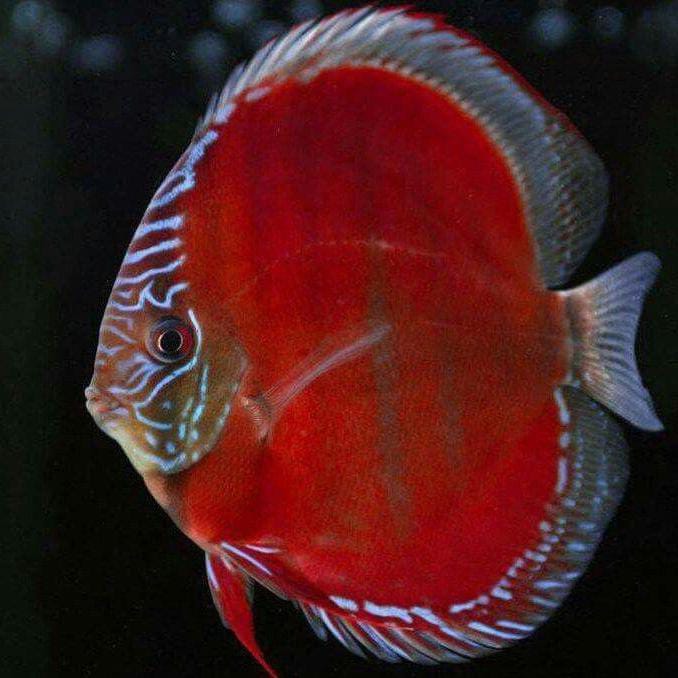 ALENQUER Discus