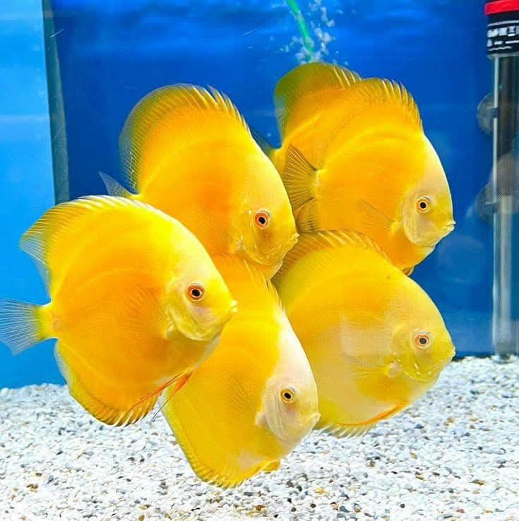 GOLDEN Discus