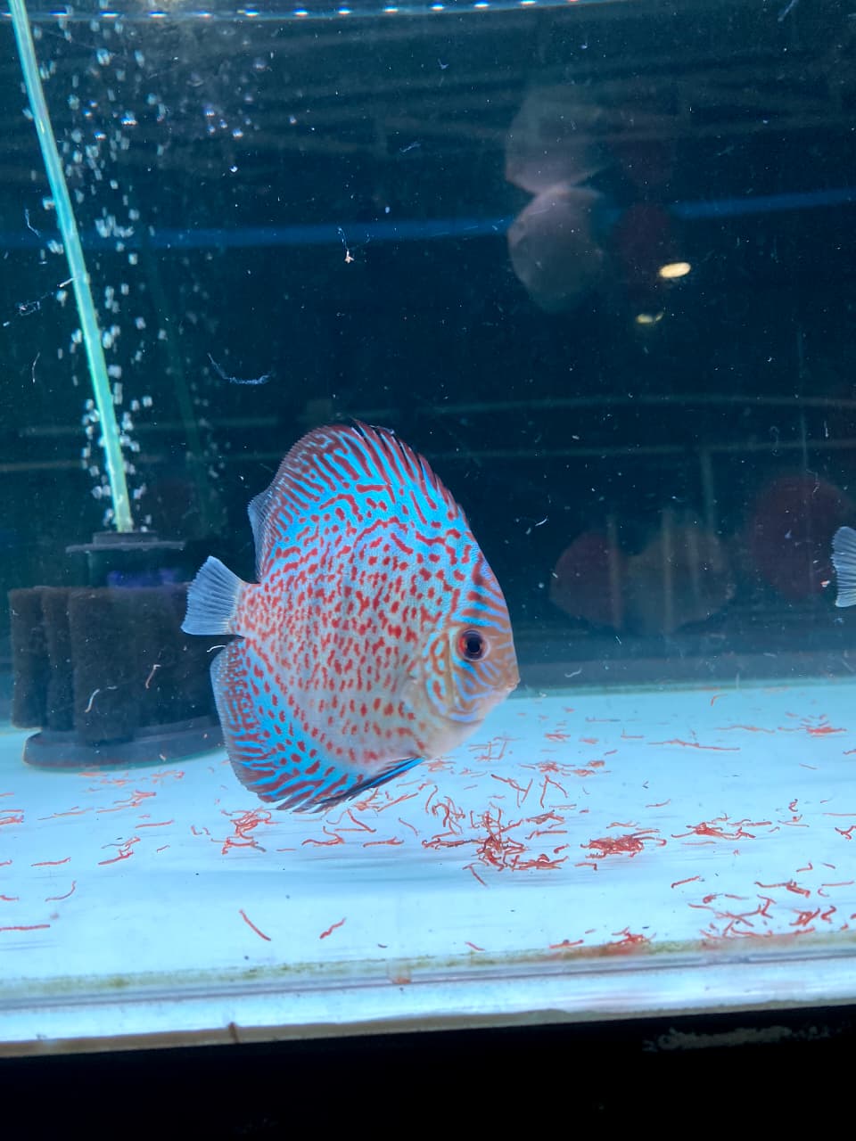 LEOPARD Discus