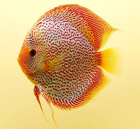 LSS Discus