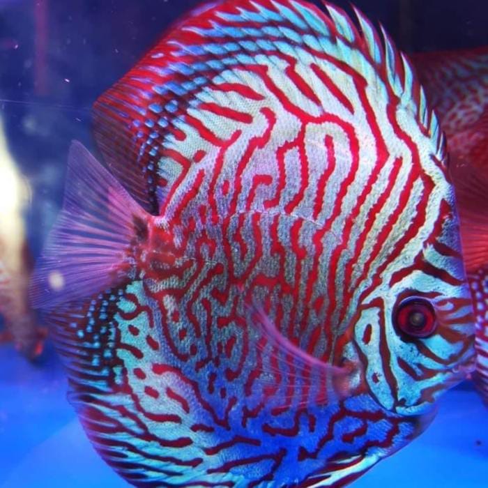 TIGER Discus